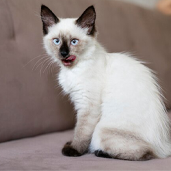 siamese